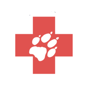 Angel Dog: Partenerul tău în terapia și educația asistată de animale